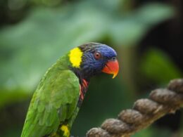 Coloured bird for sale